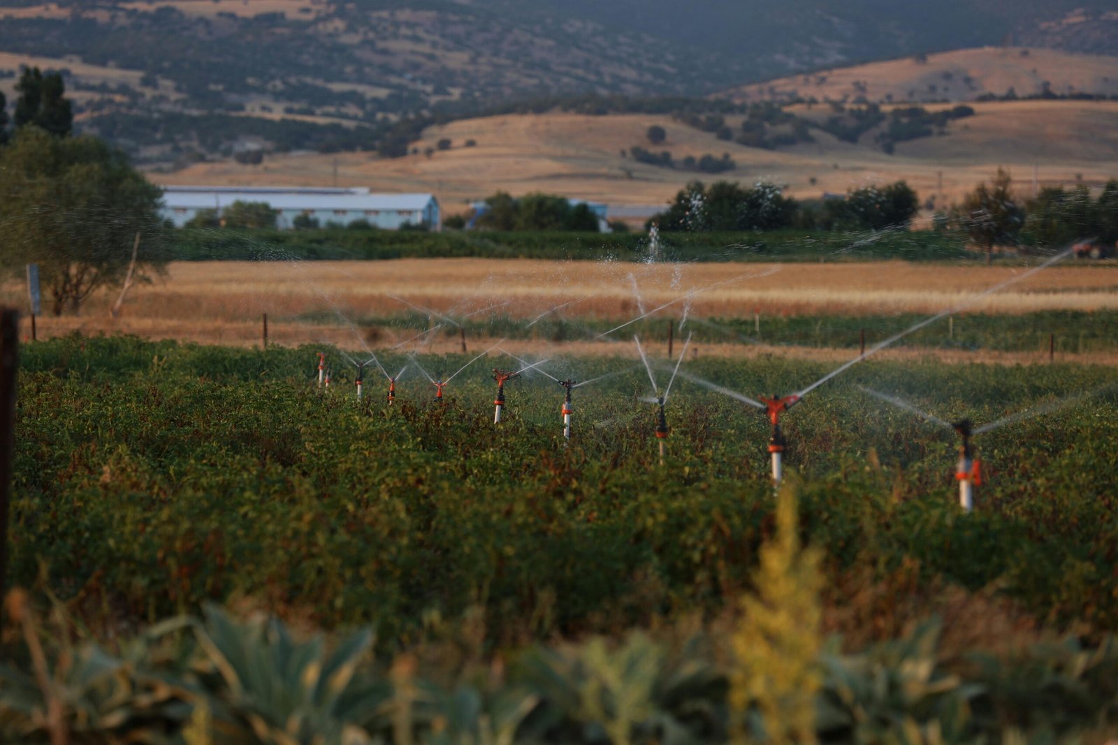 Farm Irrigation Blog 1 drip irrigation for tomato farming Andhra Pradesh Chittoor Kurnool