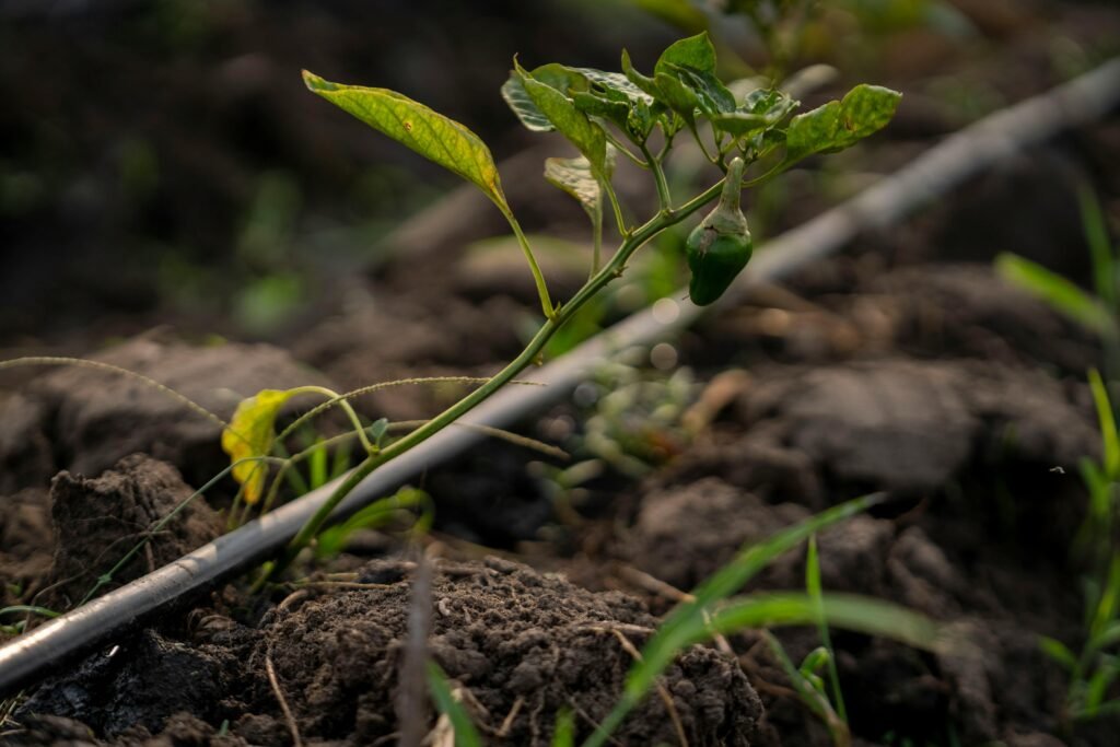 Drip Irrigation for Chilli Farming in Andhra Pradesh — Complete Guide 2025 2 drip irrigation for chilli farming Andhra Pradesh Guntur