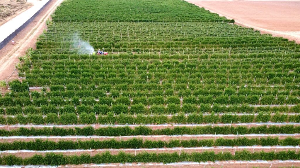 Drip Irrigation for Tomato Farming in Andhra Pradesh — Complete Guide 2025 1 drip irrigation for tomato farming Andhra Pradesh Chittoor Kurnool