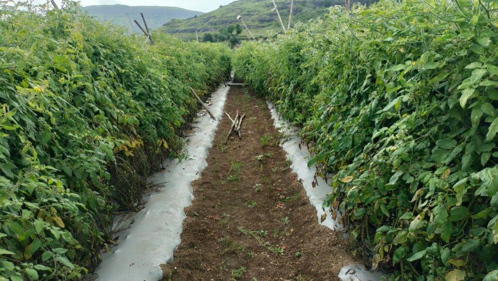 Drip Irrigation for Tomato Farming in Andhra Pradesh — Complete Guide 2025 2 drip irrigation for tomato farming Andhra Pradesh Chittoor Kurnool