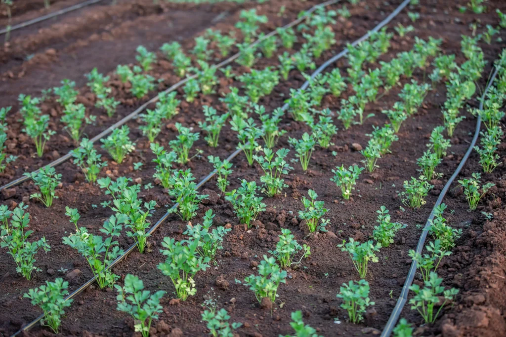 Drip Irrigation for Groundnut Farming in Andhra Pradesh — Complete Guide 2025 1 drip irrigation for groundnut farming Andhra Pradesh
