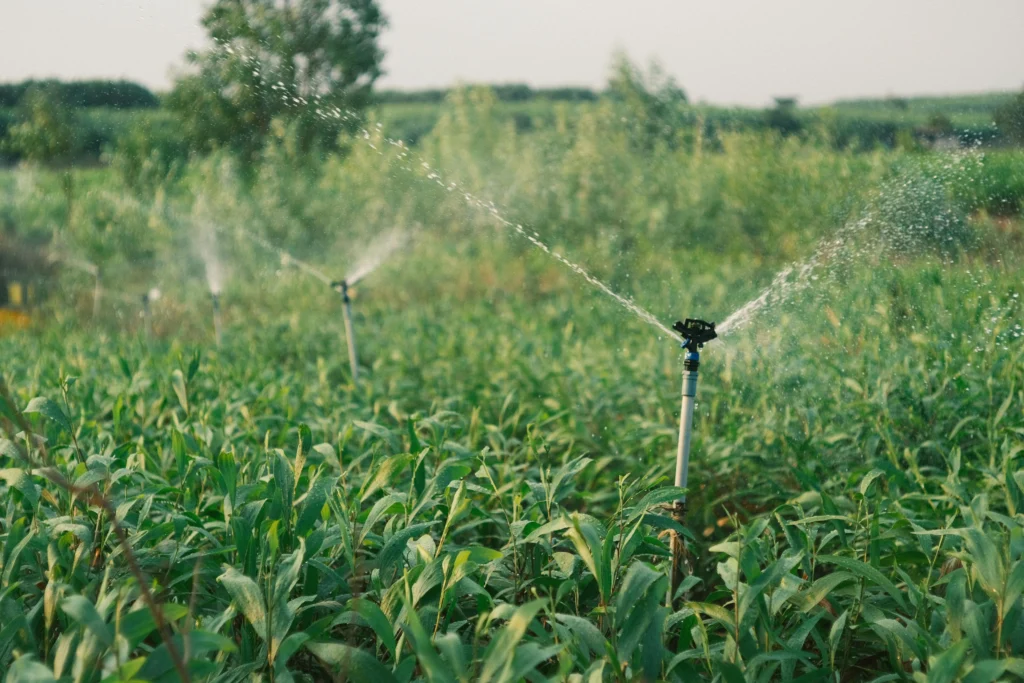 Drip Irrigation for Groundnut Farming in Andhra Pradesh — Complete Guide 2025 2 drip irrigation for groundnut farming Andhra Pradesh